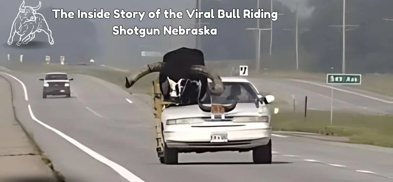 Viral Bull Riding Shotgun Nebraska: Know About The Story